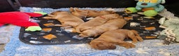 Mini Goldendoodle dogs for sale: Miniature F1 Goldendoodle puppies available - Advert 12