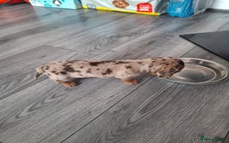 Miniature Dachshund dogs for sale: 💖 Adorable tiny miniature dachshund pups 💖 - Image 15