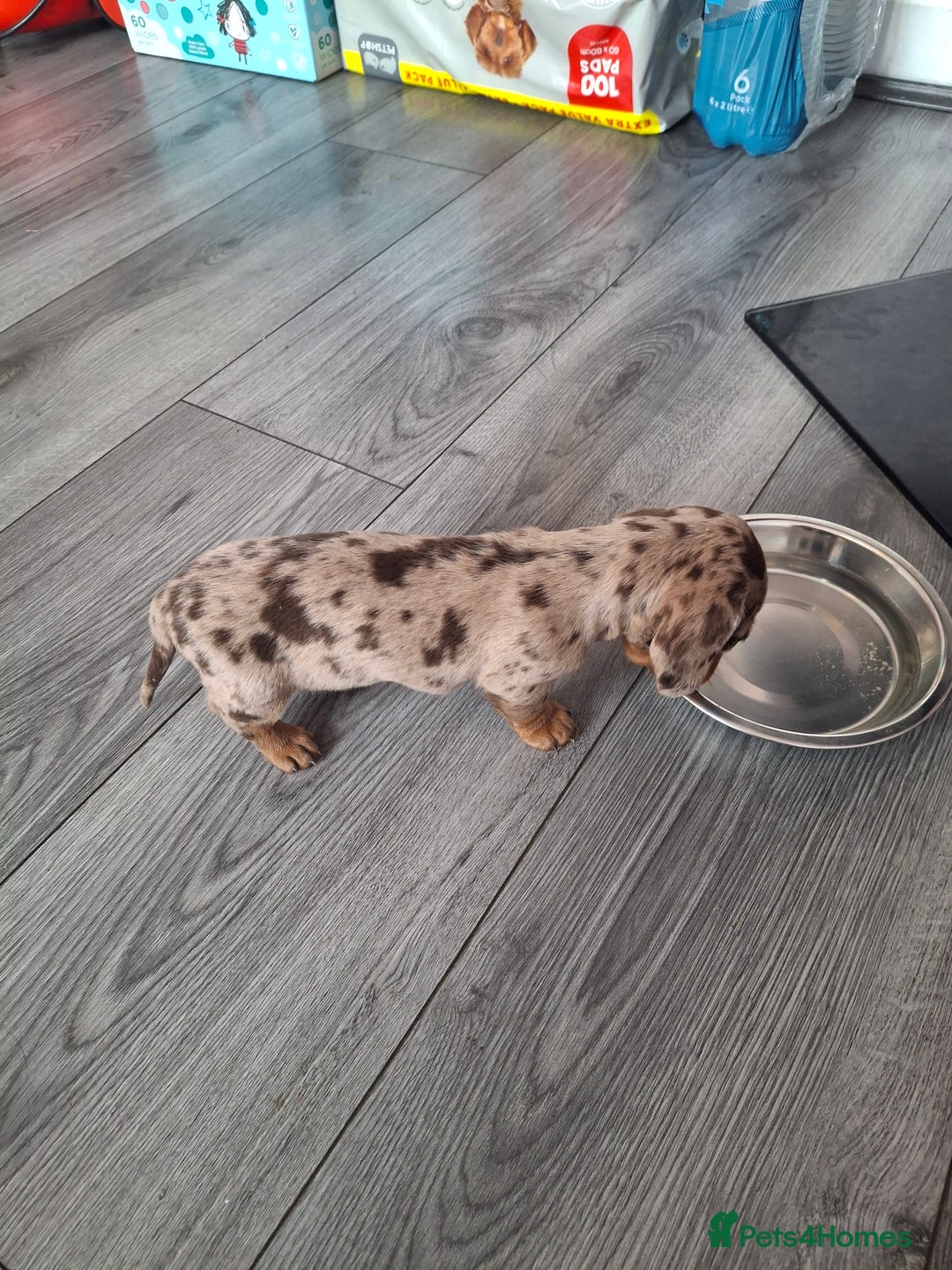 Miniature Dachshund dogs for sale: 💖 Adorable tiny miniature dachshund pups 💖 - Image 15