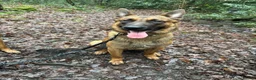 Belgian Shepherd Dog dogs for sale: 15 month old Belgian malinois - Advert 14