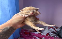 Mixed Breed cats for sale: Beautiful kittens - Image 10
