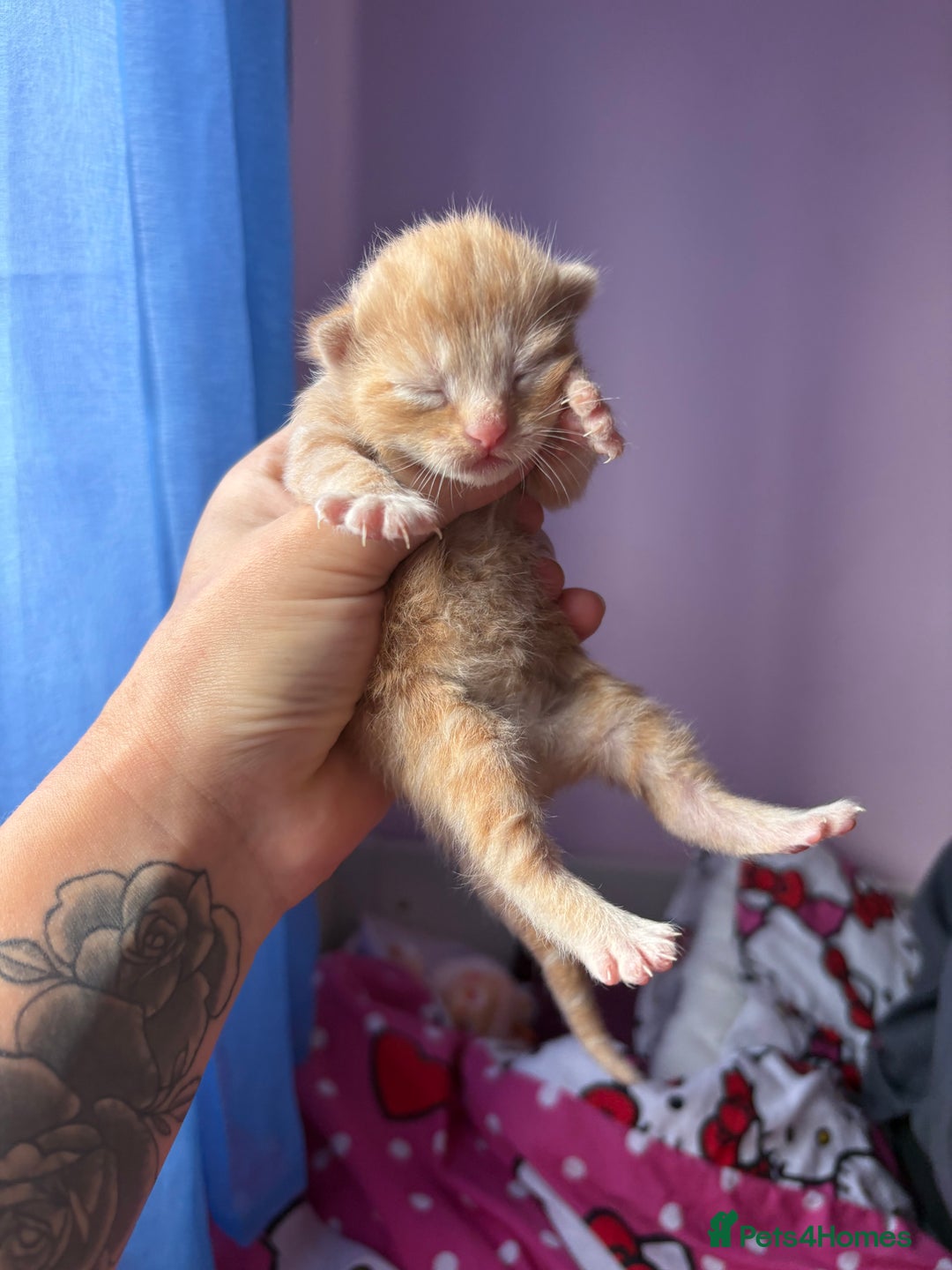 Mixed Breed cats for sale: Beautiful kittens - Image 10
