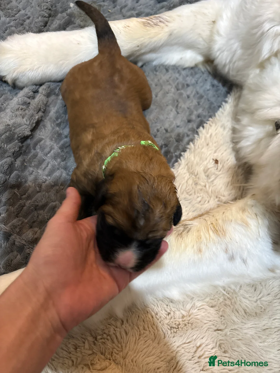 Saint Berdoodle dogs for sale: F1 Bernadoodle puppies parents KC registered  in Northampton - Advert 2
