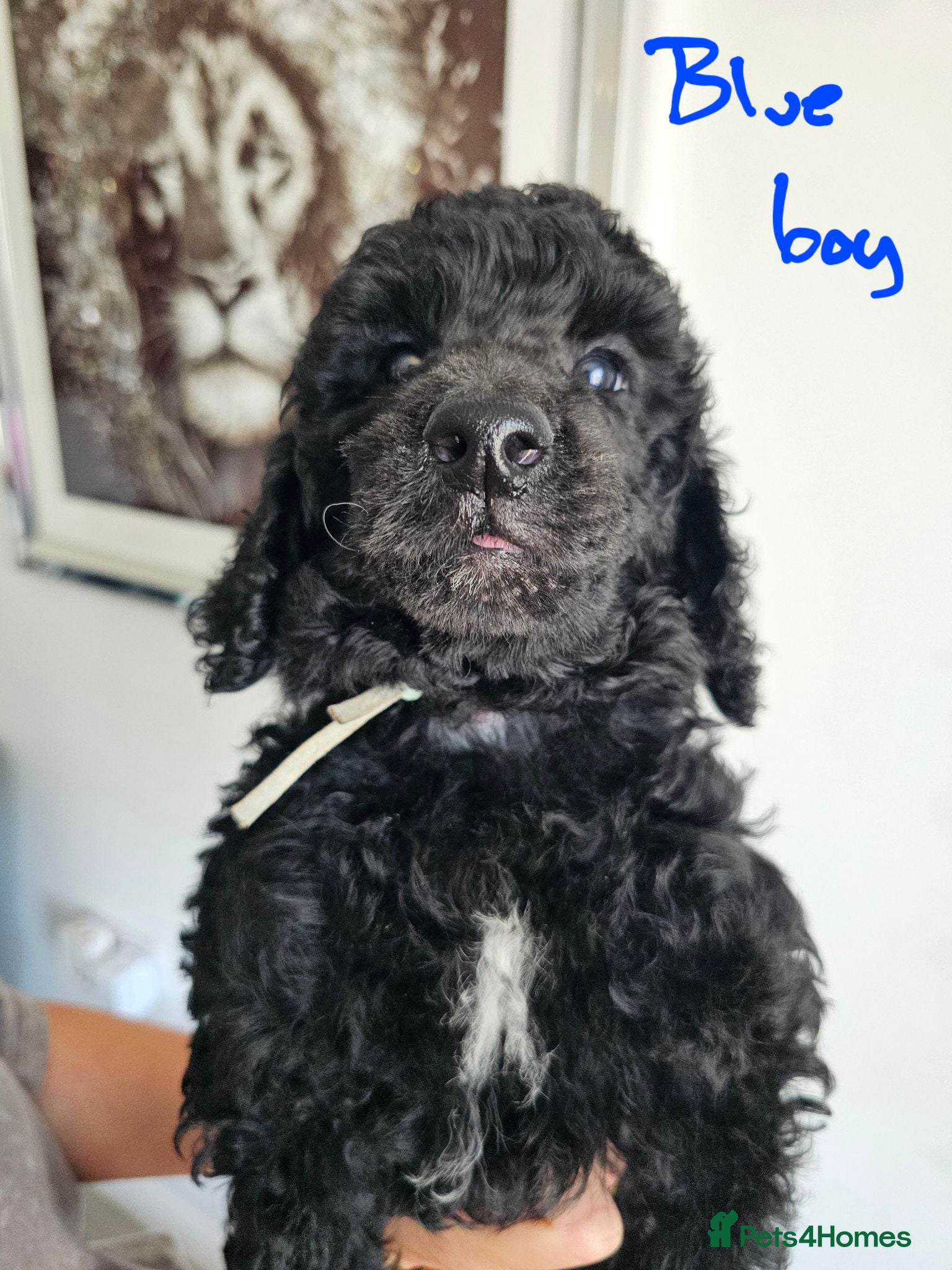 Standard Poodle dogs KC Standard Poodle Puppies !  - Advert 1