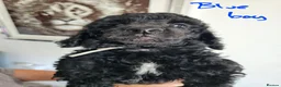 Standard Poodle dogs for sale: KC Standard Poodle Puppies !  - Advert 2