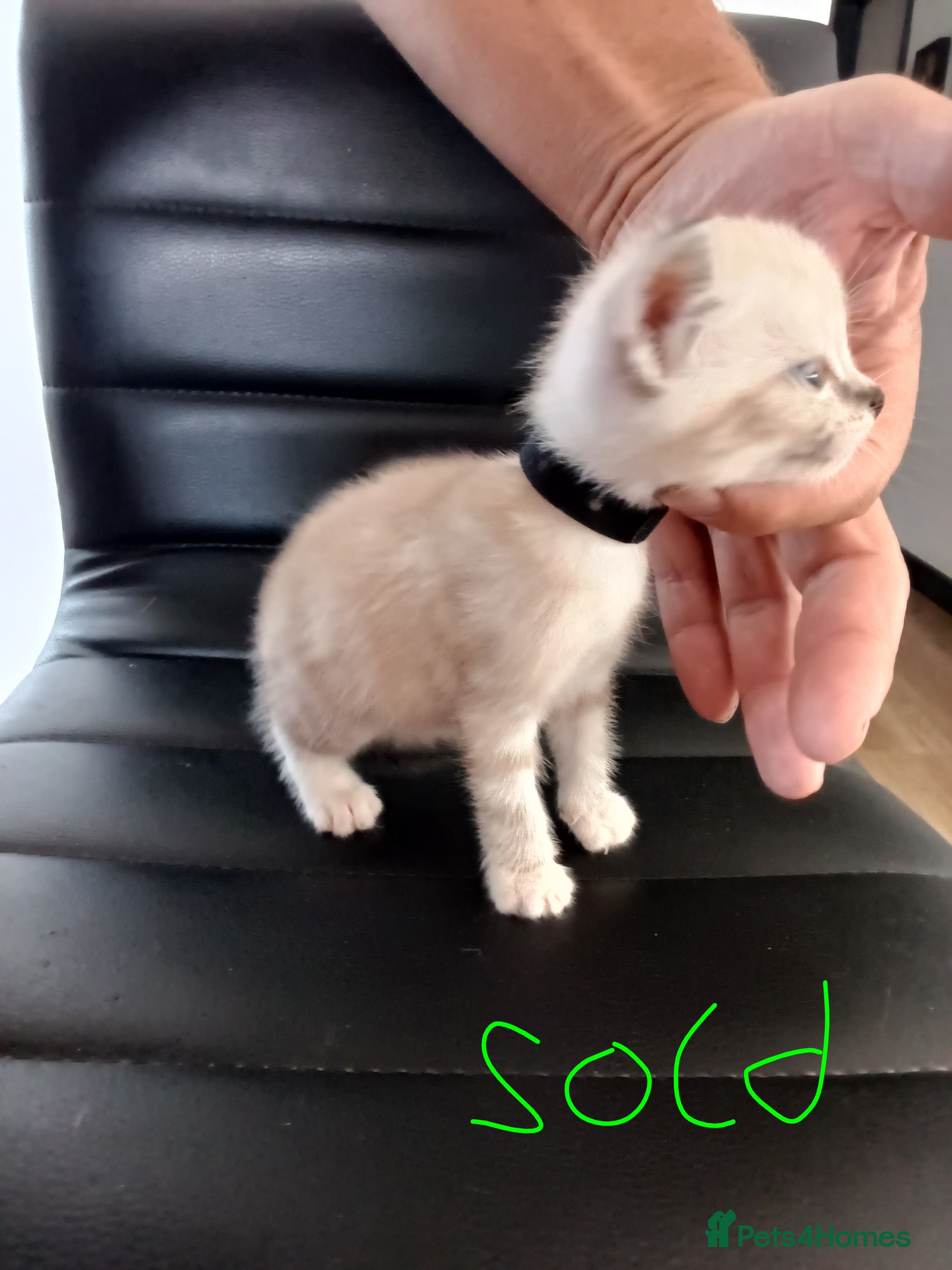 Mixed Breed cats House kittens  - Advert 2