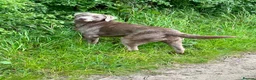 Labrador Retriever dogs for sale: Labrador Retriever Puppies - Advert 3