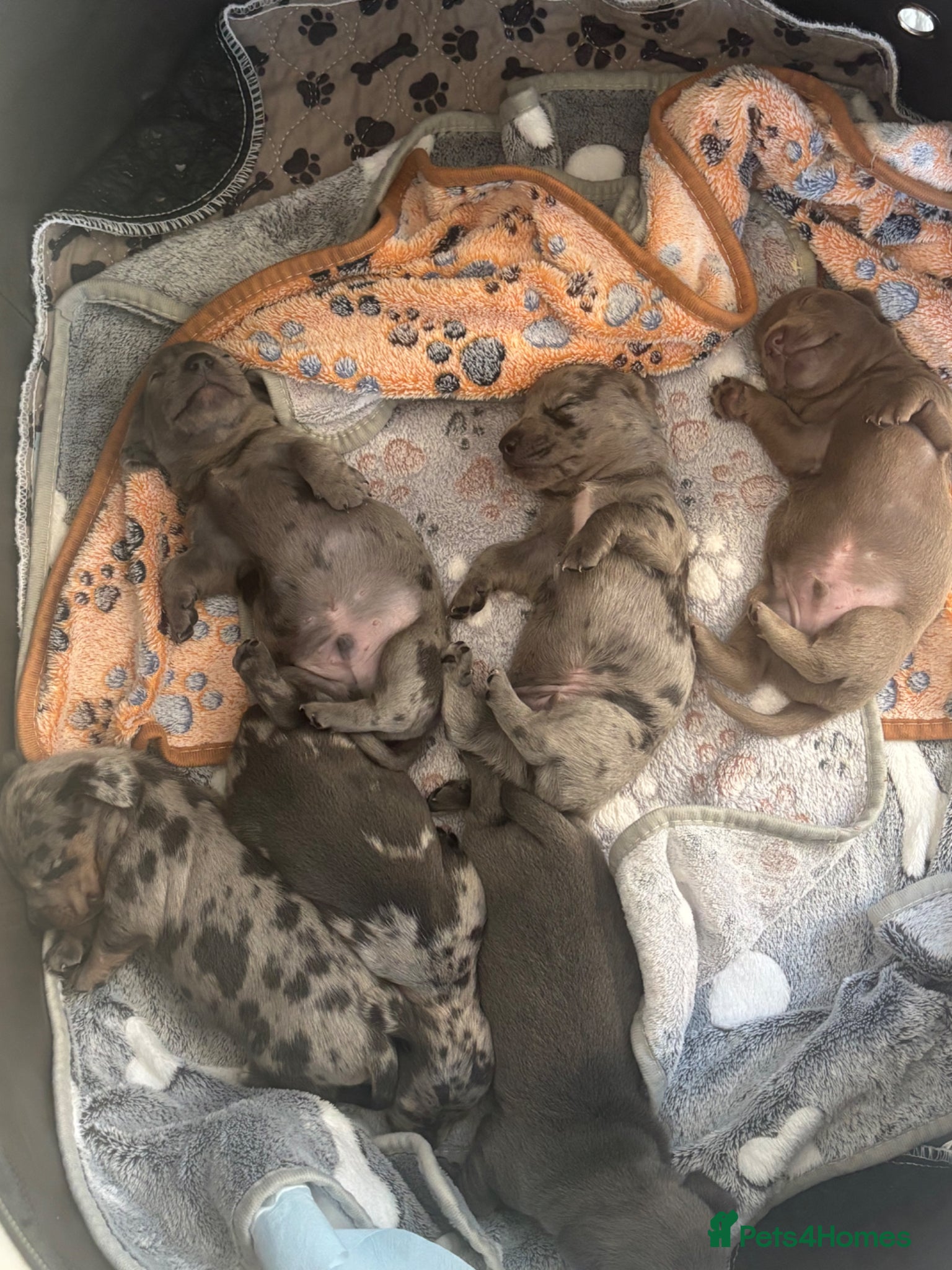 Miniature Dachshund dogs 🐾 Miniature Dachshund Puppies 4 Boys & 1 Girl 🐾 - Advert 11