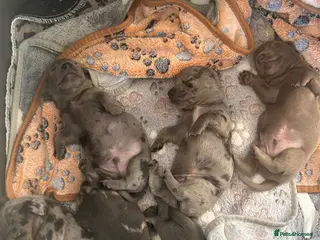 Miniature Dachshund dogs 🐾 Miniature Dachshund Puppies 4 Boys & 1 Girl 🐾 - Advert 12