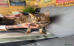 Bengal cats for sale: bengal male - Image 2