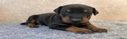 Dobermann dogs for sale: Outstanding Quality Dobermann puppies, KC REG - Advert 18
