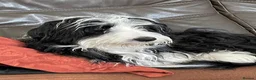 Bearded Collie dogs for stud: Working Bearded Collie for Stud. - Advert 8