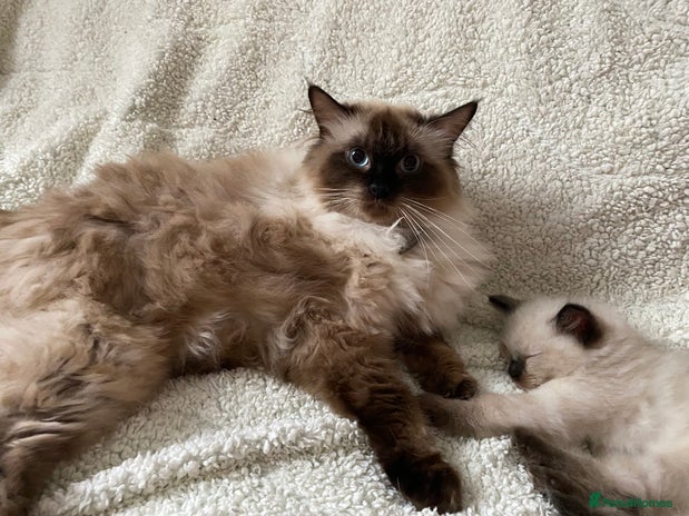 Ragdoll cats - Advert 1