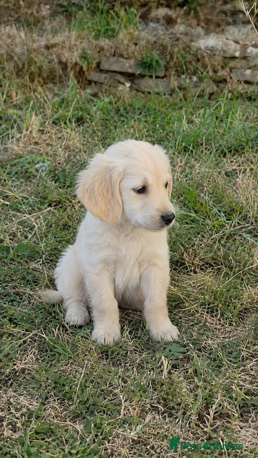 Golden Retriever dogs  Golden Retriever pups available  - Advert 2