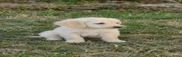 Golden Retriever dogs for sale:  Golden Retriever pups available  in London - Advert 1