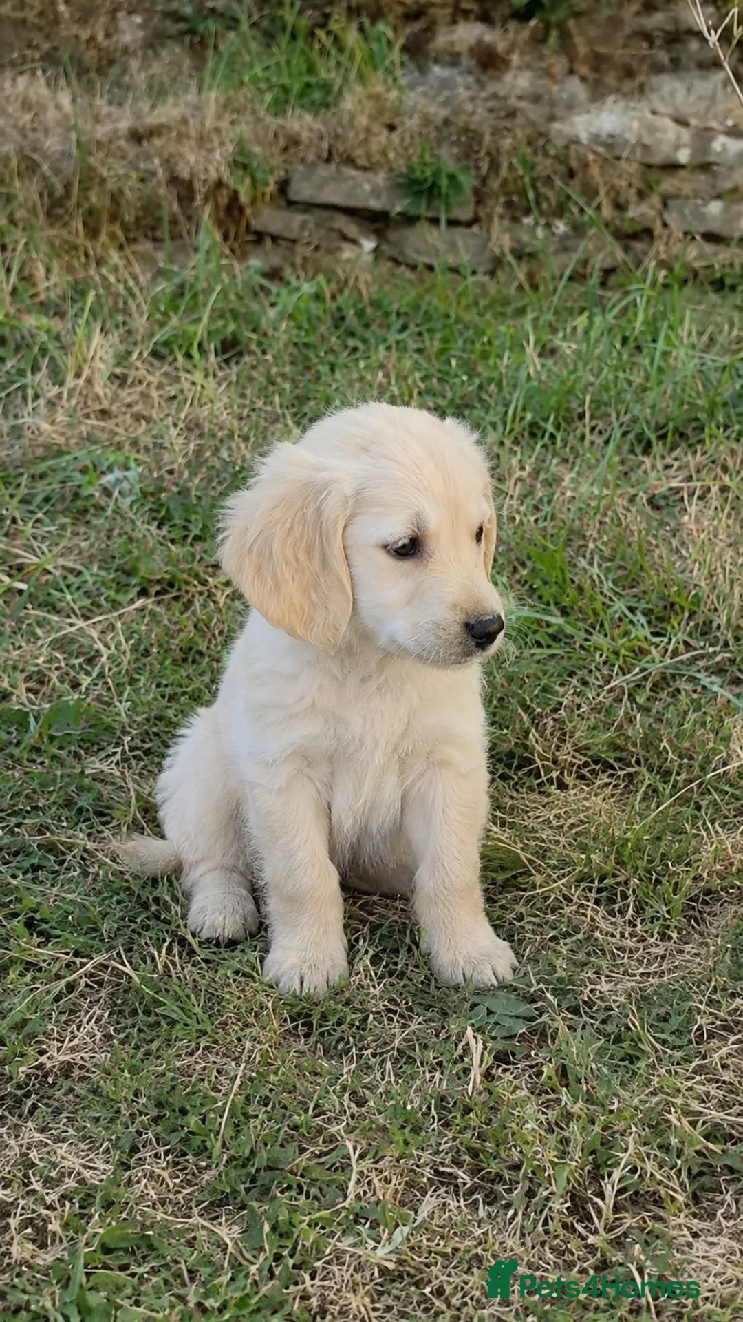 Golden Retriever dogs for sale:  Golden Retriever pups available  in London - Advert 1