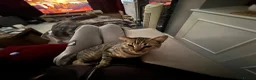 Bengal cats for sale: Gorgeous bengal girl (Peanut) - Advert 5