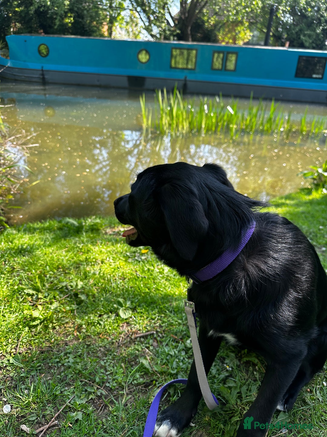 Mixed Breed dogs for sale: Lab X Collie, 9 Months Old, Seeking a Forever Home - Image 11