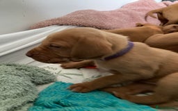 Hungarian Vizsla dogs for sale: 4 adorable Hungarian vizsla BOYS available - Image 29