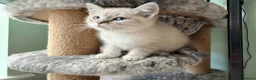 Ragdoll cats for sale: Ragdoll kittens lynx point x 3  - Advert 11