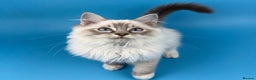 Ragdoll cats for sale: 💙 STUNNING GCCF GRCH SIRED RAGDOLL KITTENS 💙 - Advert 32