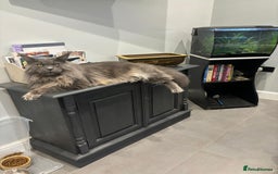 Maine Coon cats for sale: Planned summer babies looking for forever homes - Image 23