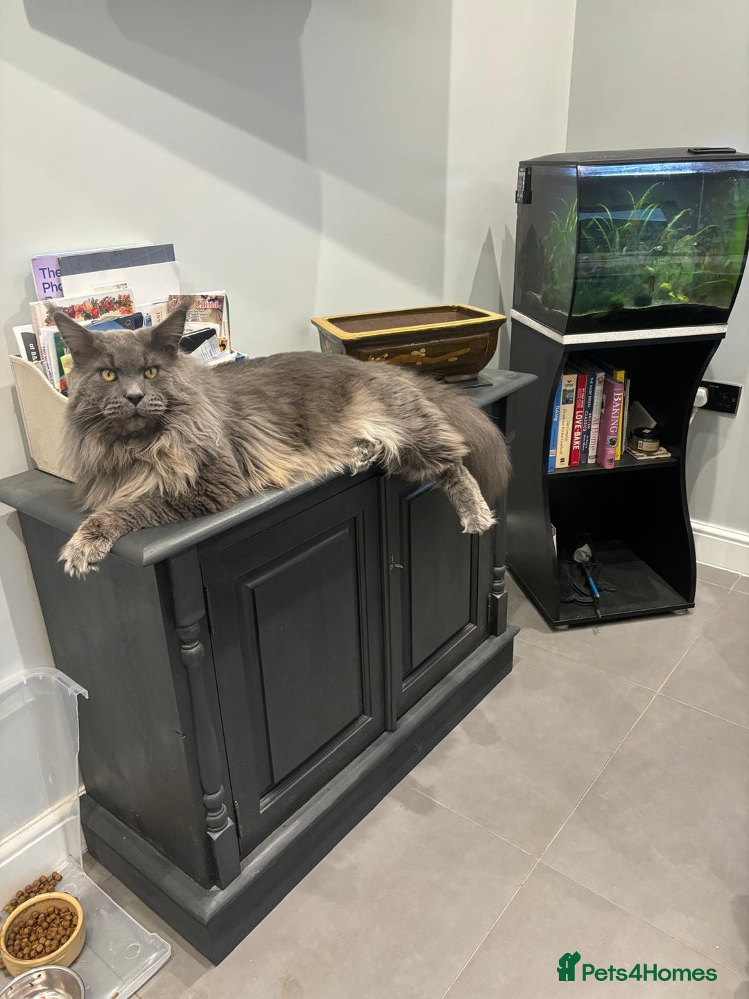 Maine Coon cats for sale: Planned summer babies looking for forever homes - Image 23