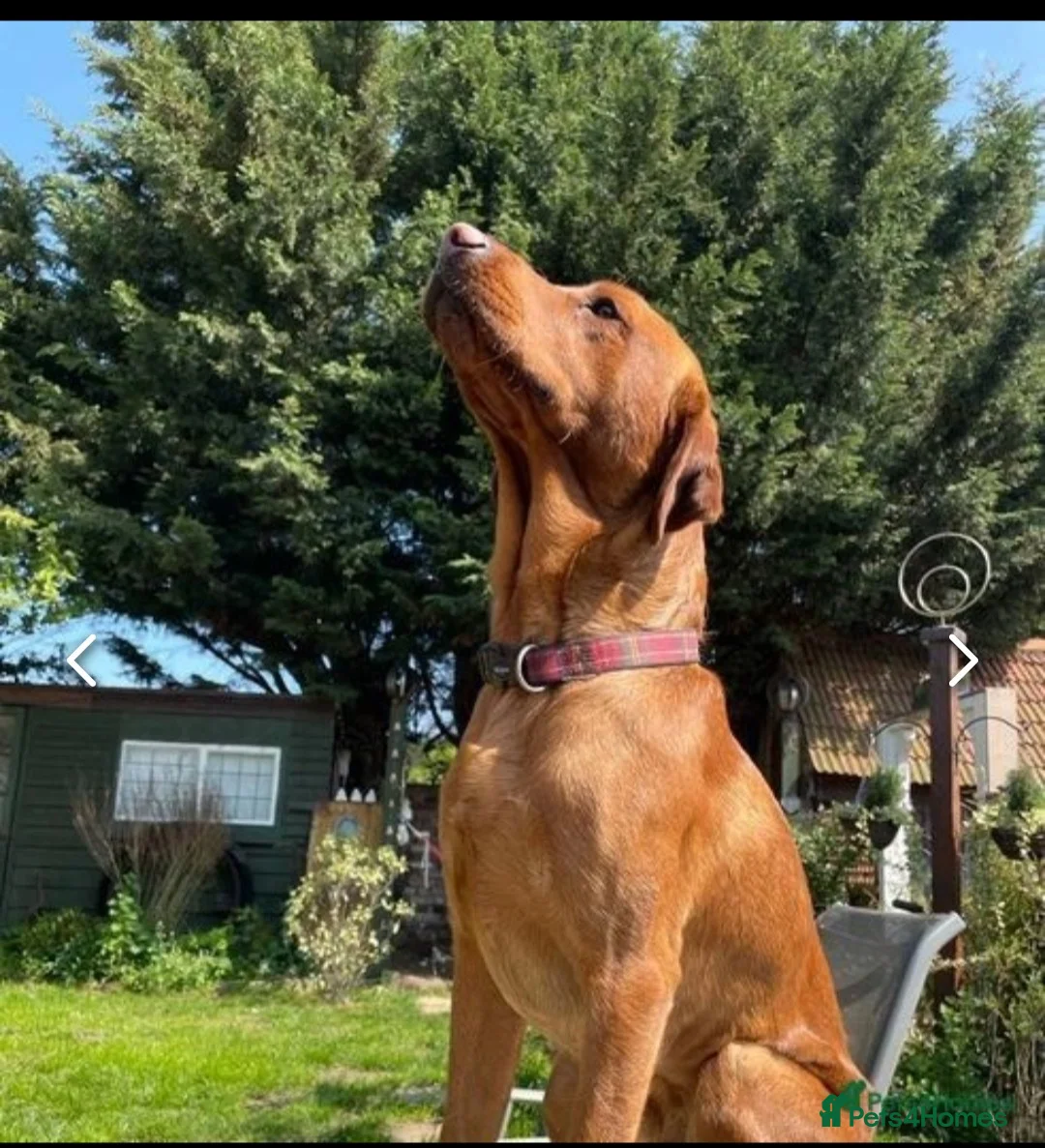 Labrador Retriever dogs for stud: Red Labrador KC registered in Ipswich - Advert 4