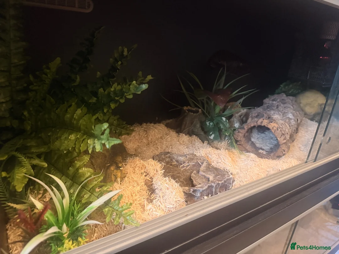 Corn Snake reptiles for sale: Corn snake x full setup - Advert 2