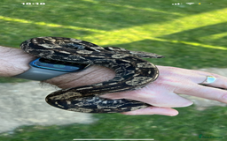Boa Snake reptiles for sale: Female boa - Hytec IMG 100% het Anery - Image 2
