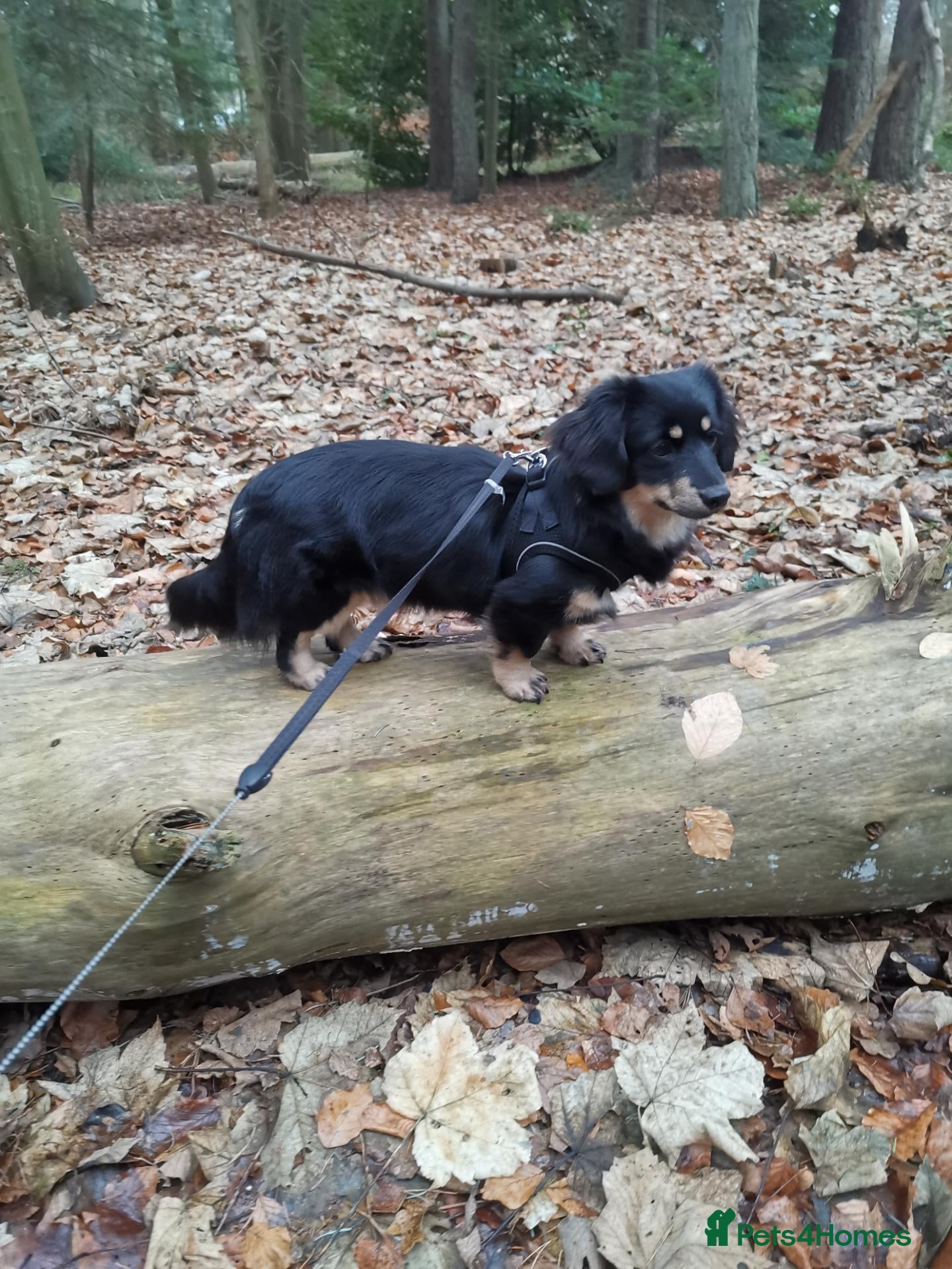 Miniature Dachshund dogs Miniature longhaired dachshund - Advert 1