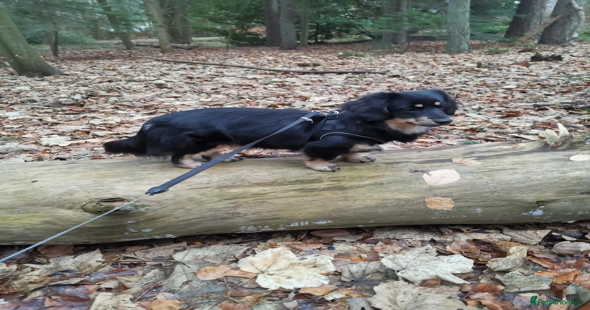Miniature longhaired dachshund for sale in Bury Saint Edmunds | Pets4Homes