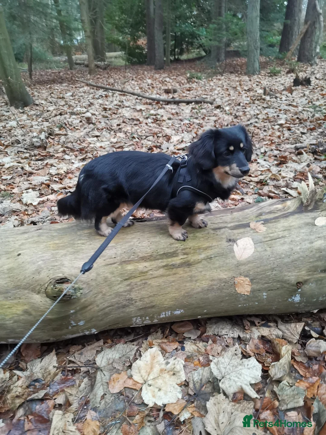 Miniature Dachshund dogs for sale: Miniature longhaired dachshund in Bury Saint Edmunds - Advert 1