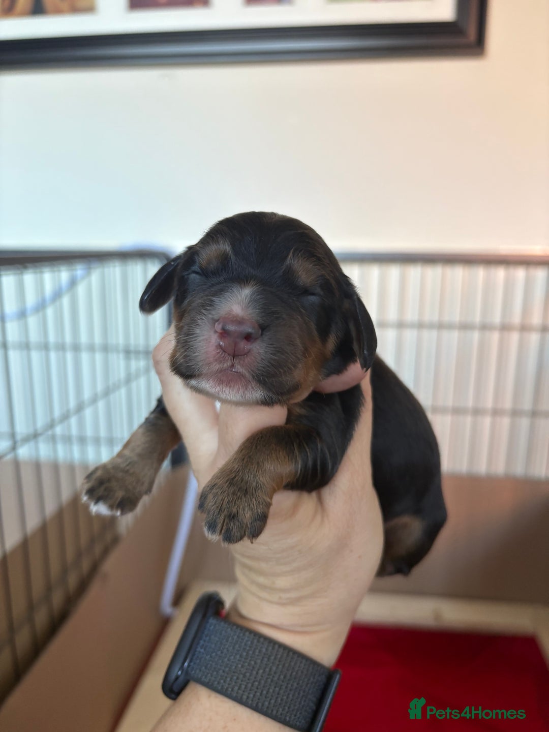 Cocker Spaniel dogs for sale: Stunning WCS pups - Image 16
