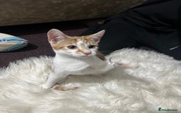 Toyger cats for sale: 4 beautiful Tabby kitties ready for new homes  - Advert 7