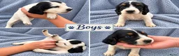 Sprocker dogs for sale: 6 beautiful sprocker puppies - Advert 7