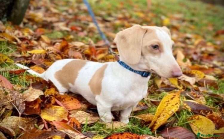 Miniature Dachshund dogs in Maesteg - Advert 2