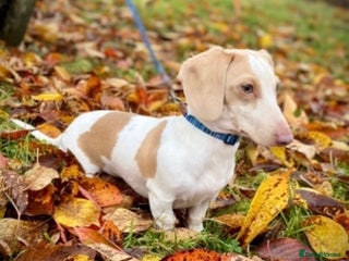 Miniature Dachshund dogs Tiny miniature dachshund for stud in Maesteg - Advert 1