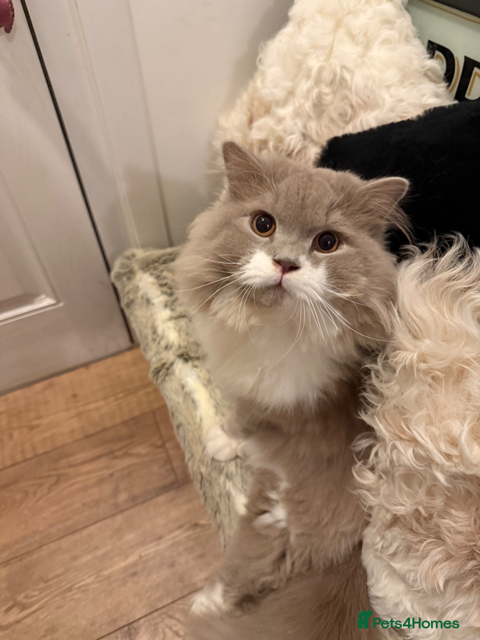 Scottish Fold cats Longhair Scottish Straight Boy 8months  - Advert 2