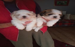 Lhasa Apso dogs for sale: LHASA APSO PUPPIES - Image 2