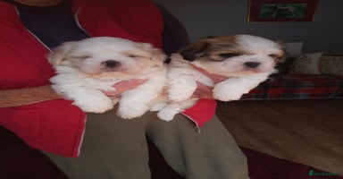 Lhasa Apso dogs - Advert 9