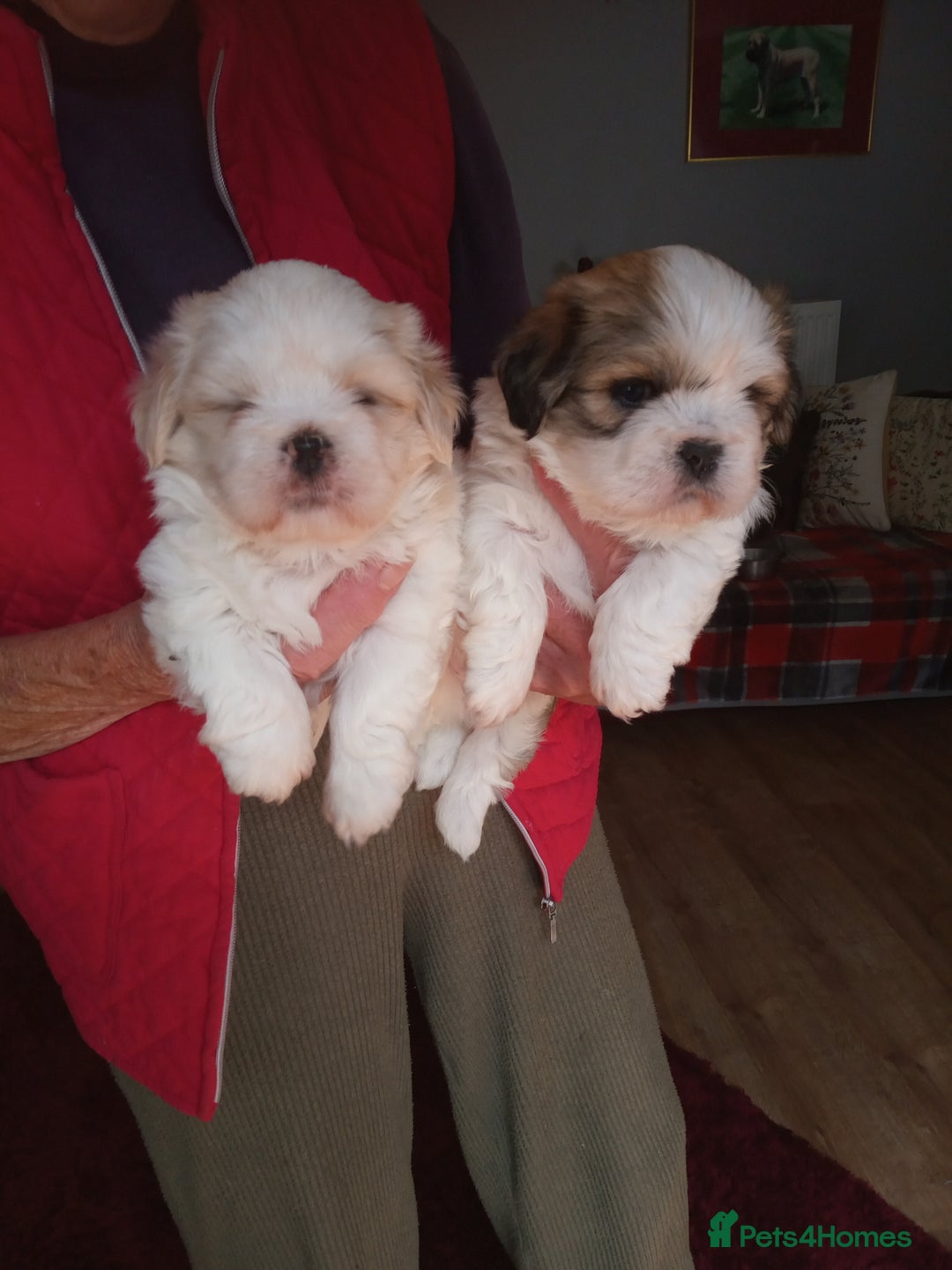 Lhasa Apso dogs for sale: LHASA APSO PUPPIES - Image 2