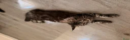 Maine Coon cats for sale: Xl Maine coons for sale  - Advert 3
