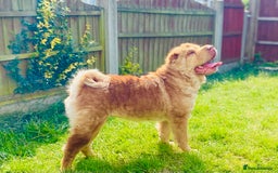 Shar Pei dogs for sale: ⭐️Quality Shar pei puppies for sale⭐️ - Image 35