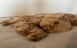 Cavapoo dogs for sale: Cavapoo Puppies for Sale - Image 7