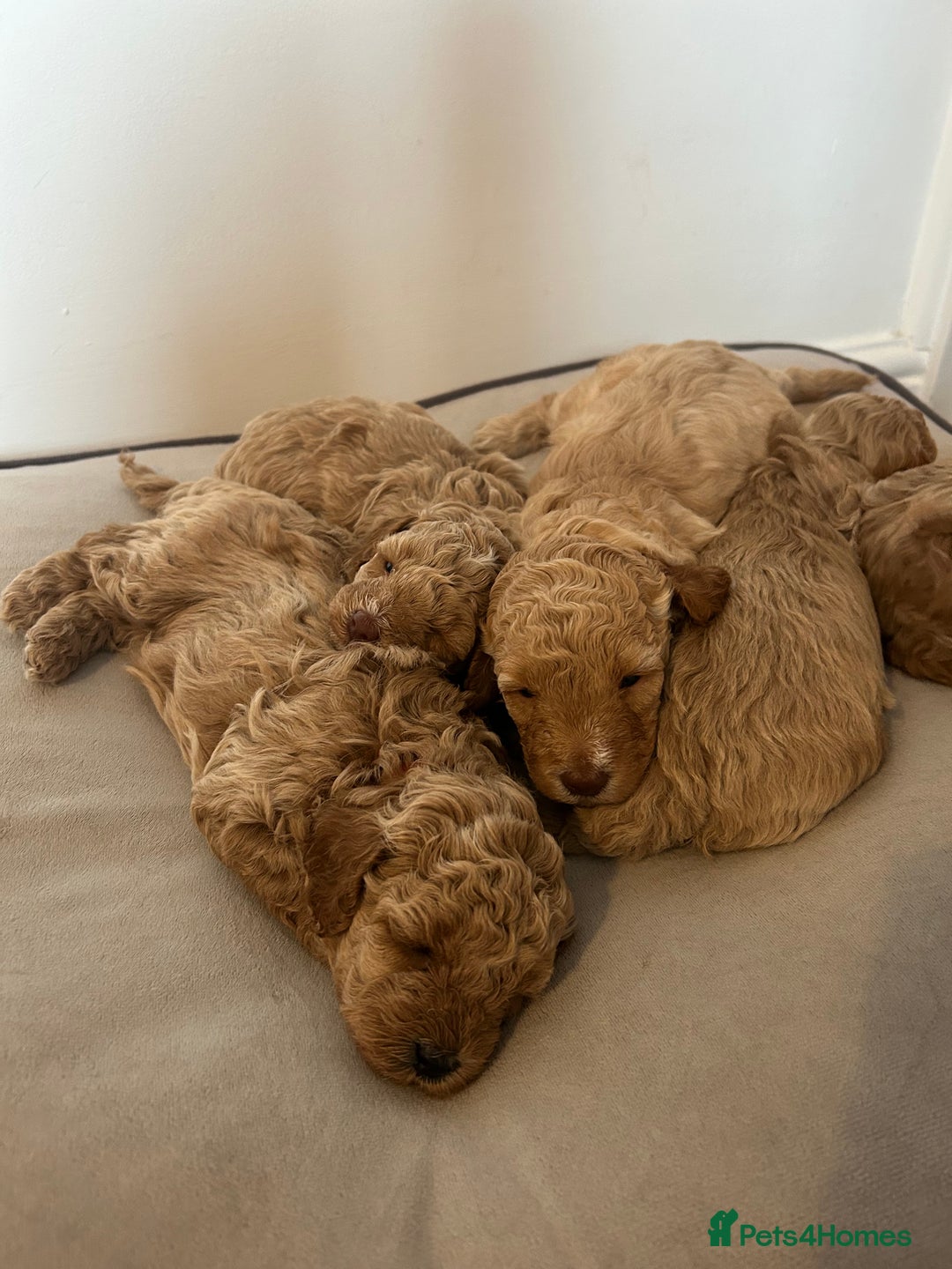 Cavapoo dogs for sale: Cavapoo Puppies for Sale - Image 7