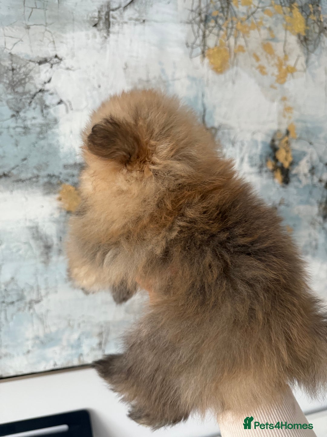 Pomeranian dogs for sale: KC Registered Pomeranian Puppies - Advert 17