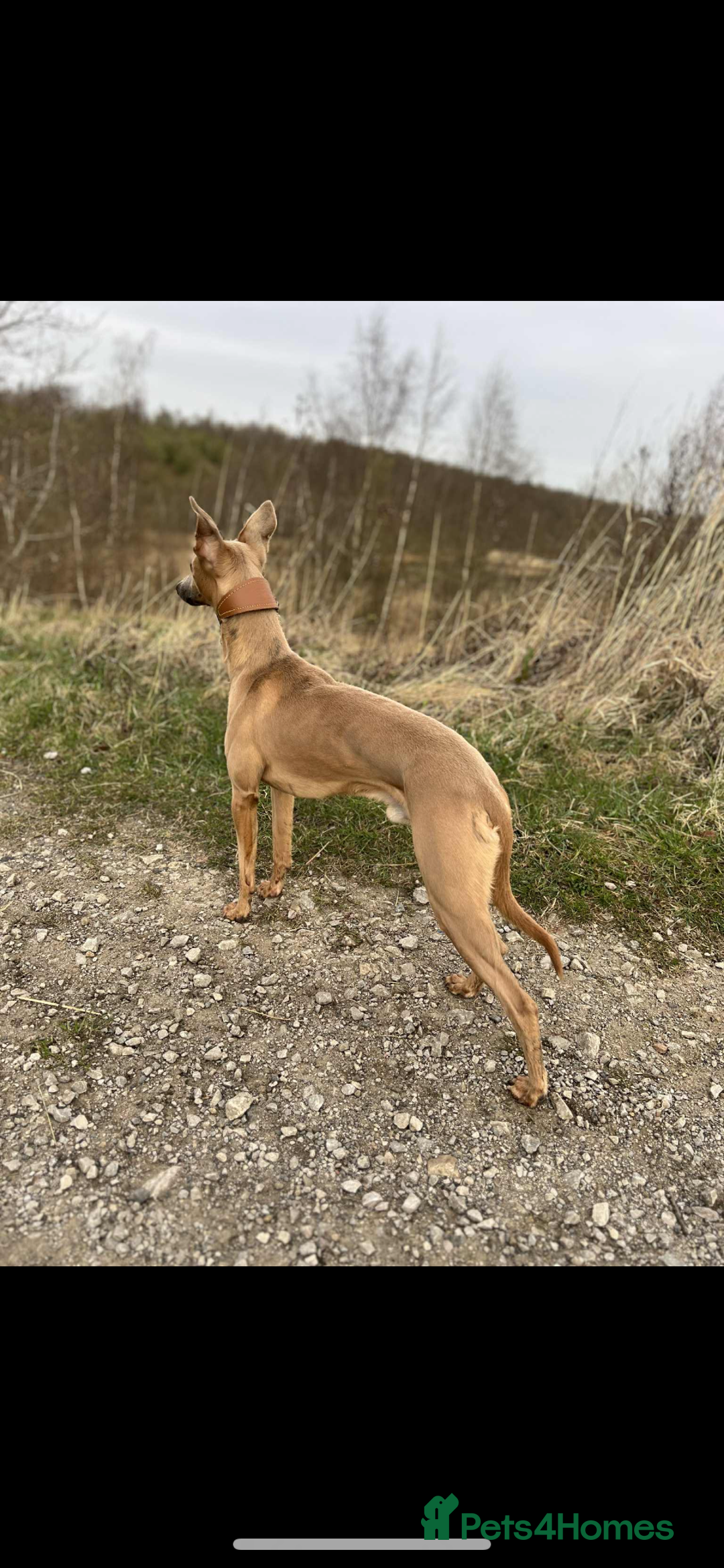 Whippet dogs for sale: Male whippet puppy - Advert 3