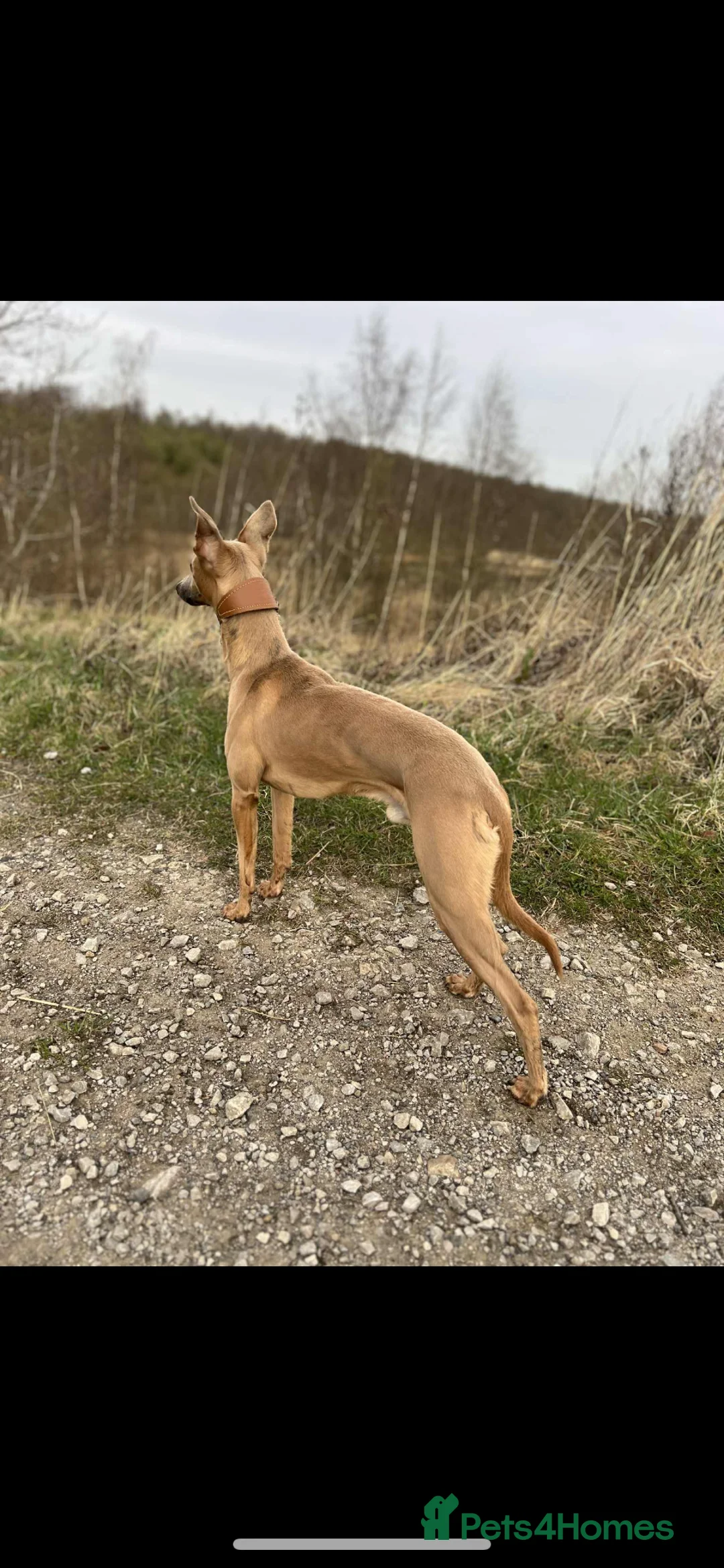 Whippet dogs for sale: SOLD -Male whippet puppy - Advert 4