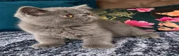 Exotic cats for sale: Exotic Shorthair Kittens For Sale - Advert 33